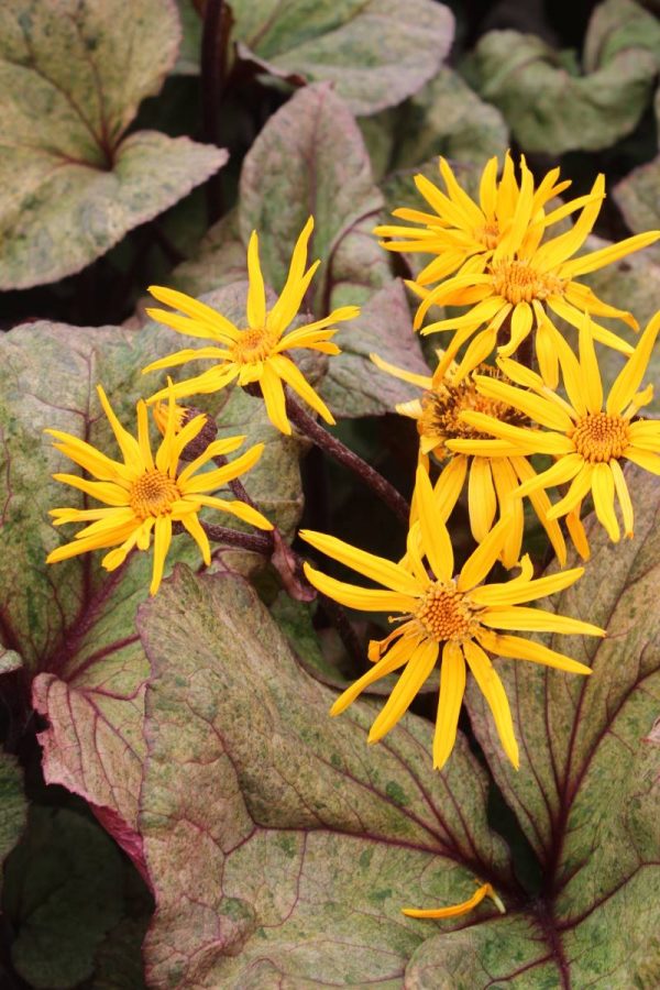 Ligularia dentata Garden Confetti