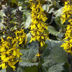 Ligularia stenocephala Gold Torch