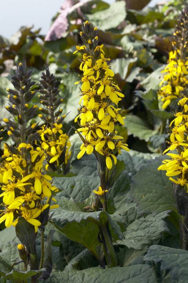Ligularia stenocephala Gold Torch