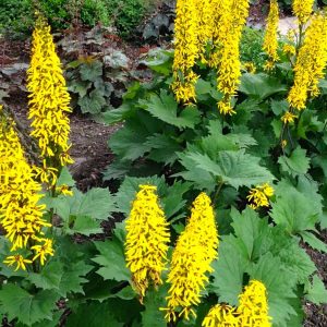 Ligularia stenocephala Little Rocket