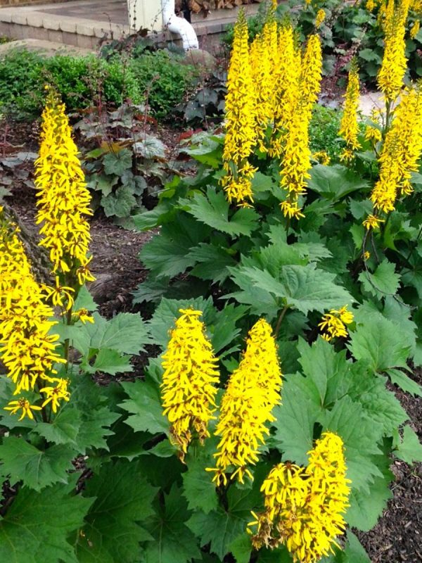 Ligularia stenocephala Little Rocket