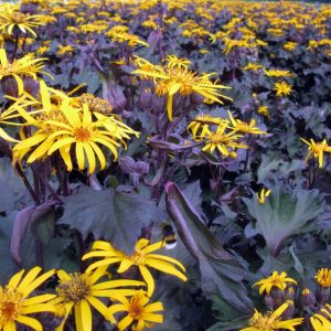 Ligularia Osiris Café Noir® PBR
