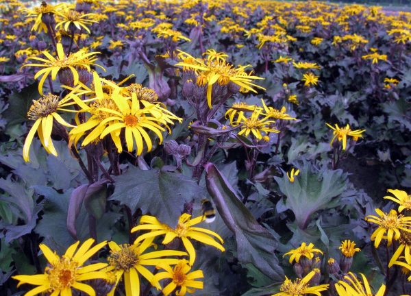 Ligularia Osiris Café Noir® PBR