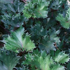 Ligularia Osiris Fantasie® PBR