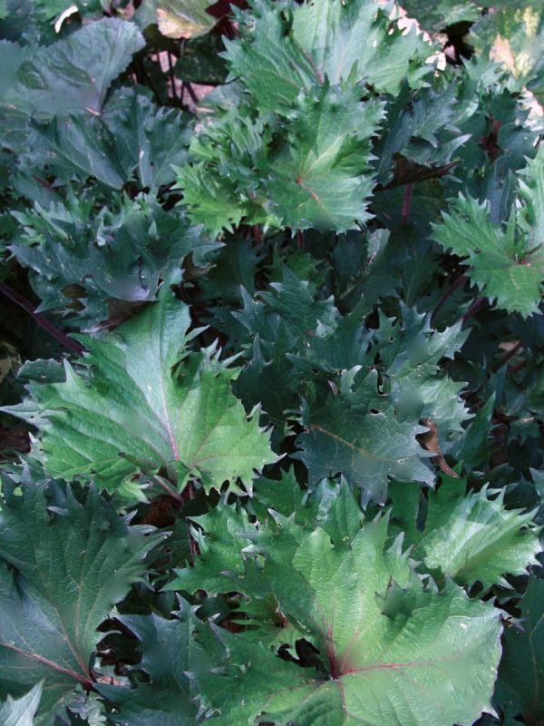 Ligularia Osiris Fantasie® PBR