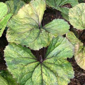 Ligularia Osiris Pistache® PB#