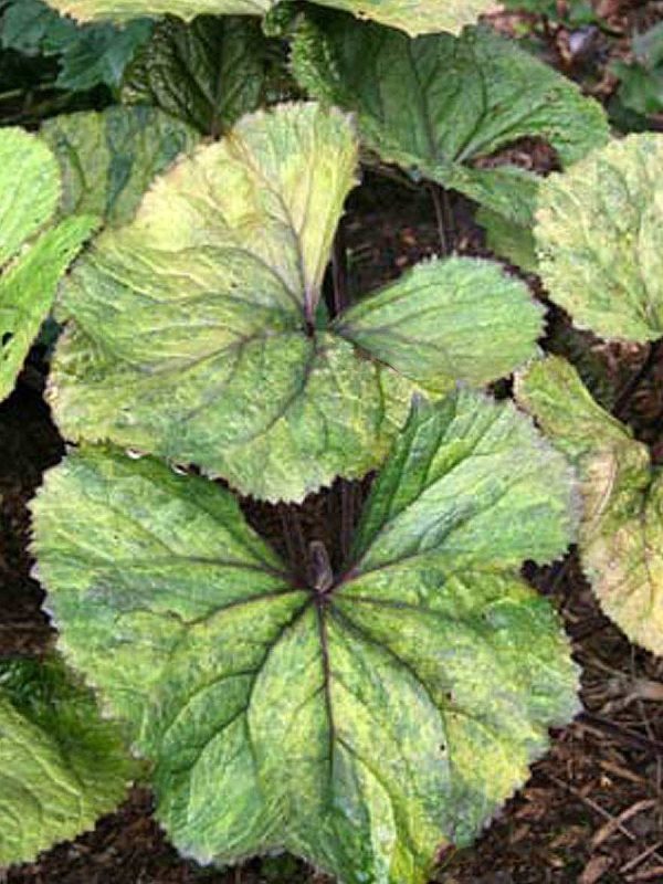 Ligularia Osiris Pistache® PB#