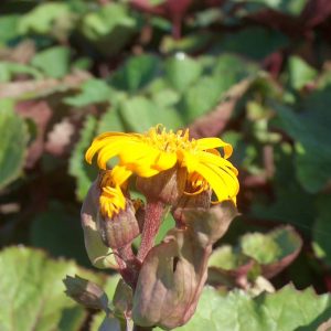 Ligularia dentata Othello
