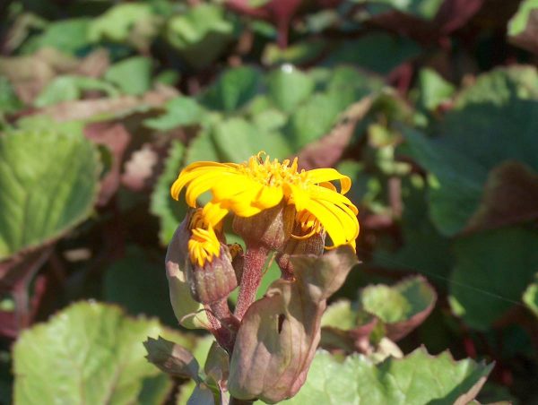 Ligularia dentata Othello