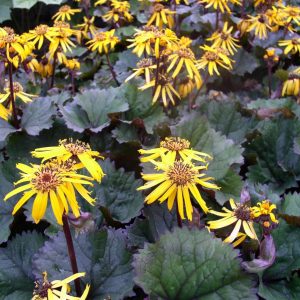Ligularia dentata Twilight