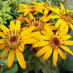 Ligularia dentata Candlelight
