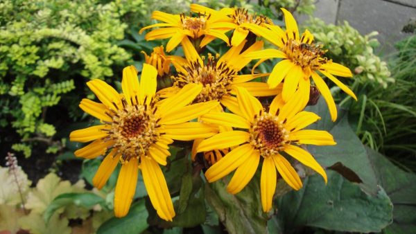 Ligularia dentata Candlelight