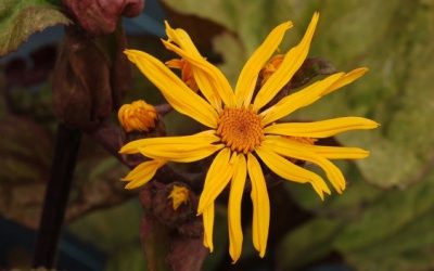 Ligularia dentata ‘Garden Confetti’®