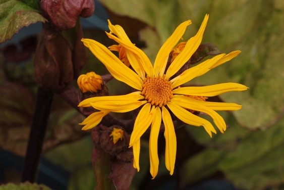 Ligularia dentata ‘Garden Confetti’®