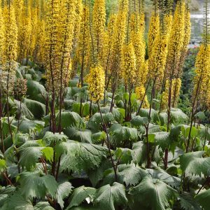 Ligularia The Rocket