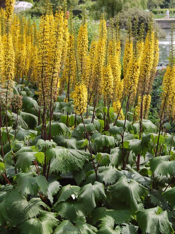 Ligularia The Rocket