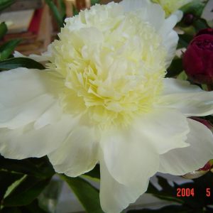 Paeonia  Lilian Wild