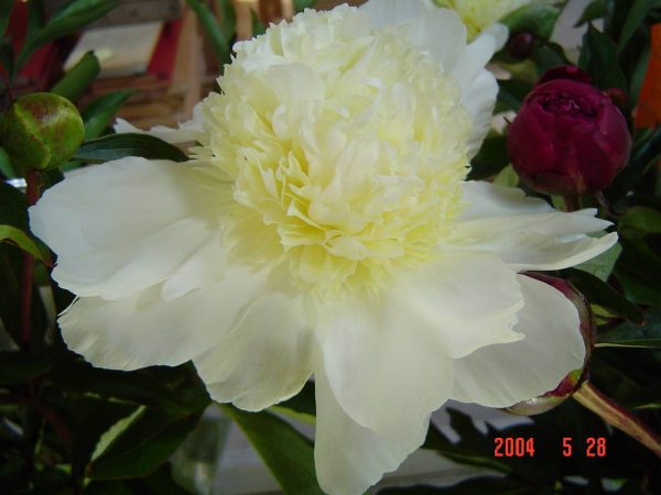 Paeonia  Lilian Wild