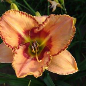 Hemerocallis Linda Daniel