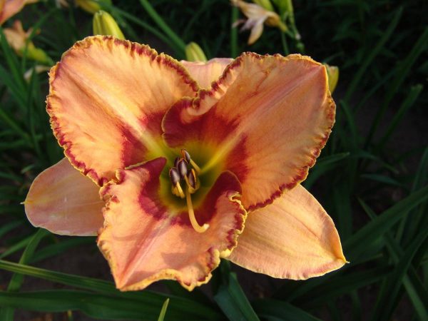 Hemerocallis Linda Daniel