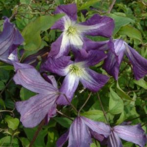 Clematis Little Bass