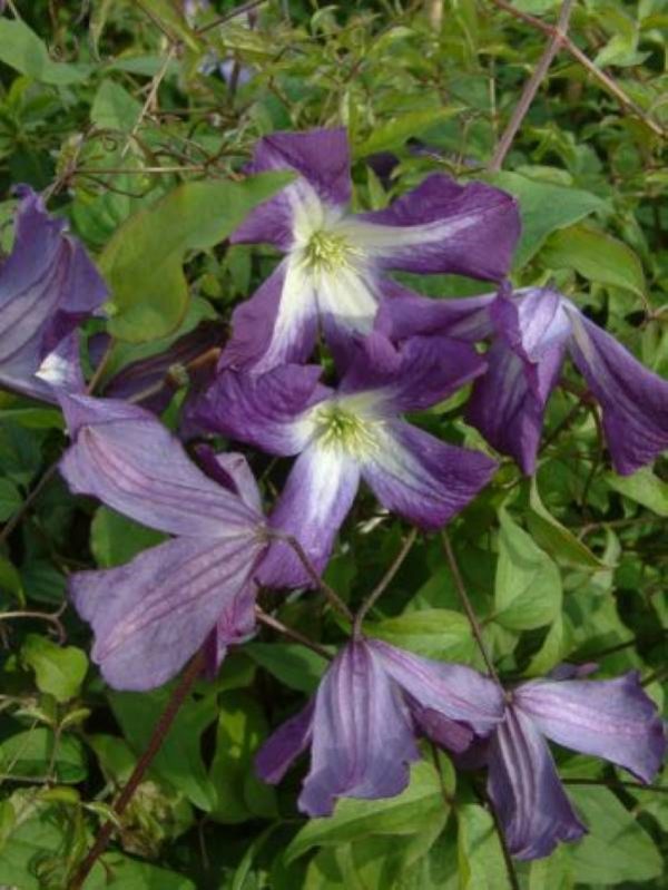 Clematis Little Bass