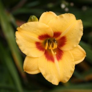 Hemerocallis Little Cadet