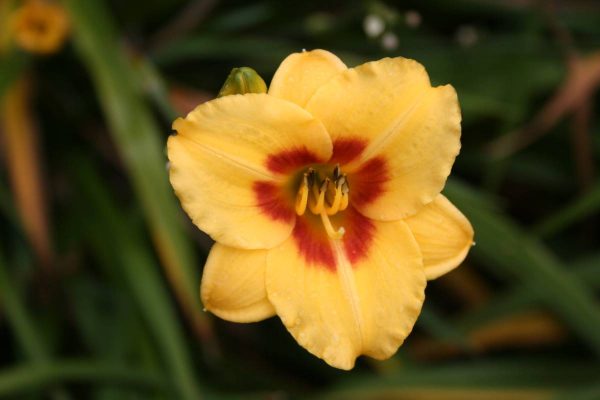 Hemerocallis Little Cadet