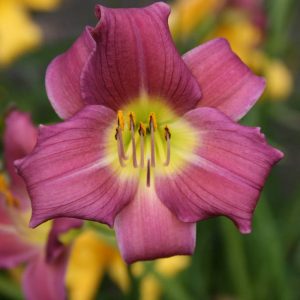 Hemerocallis Little Lassie