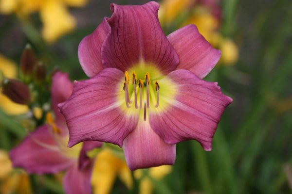 Hemerocallis Little Lassie