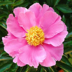 Paeonia  Little Medicinman