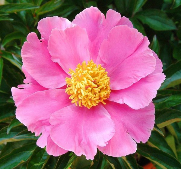 Paeonia  Little Medicinman