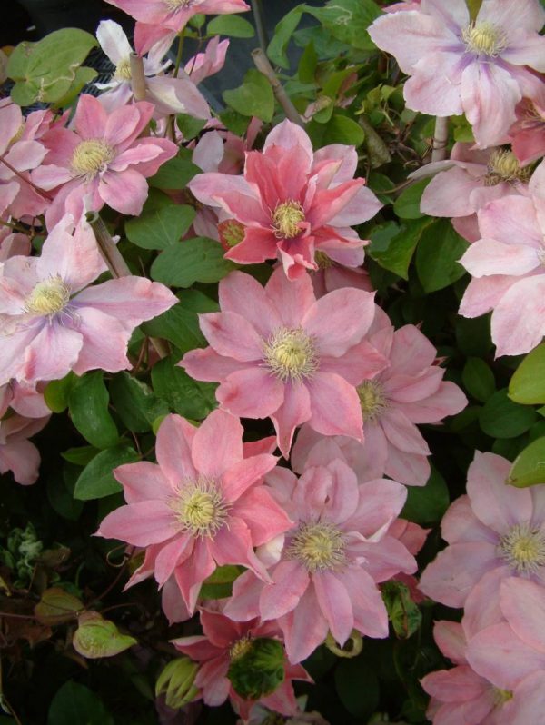 Clematis Little Mermaid