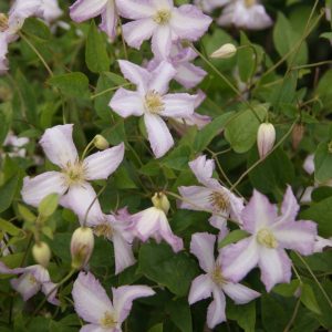 Clematis Little Nell