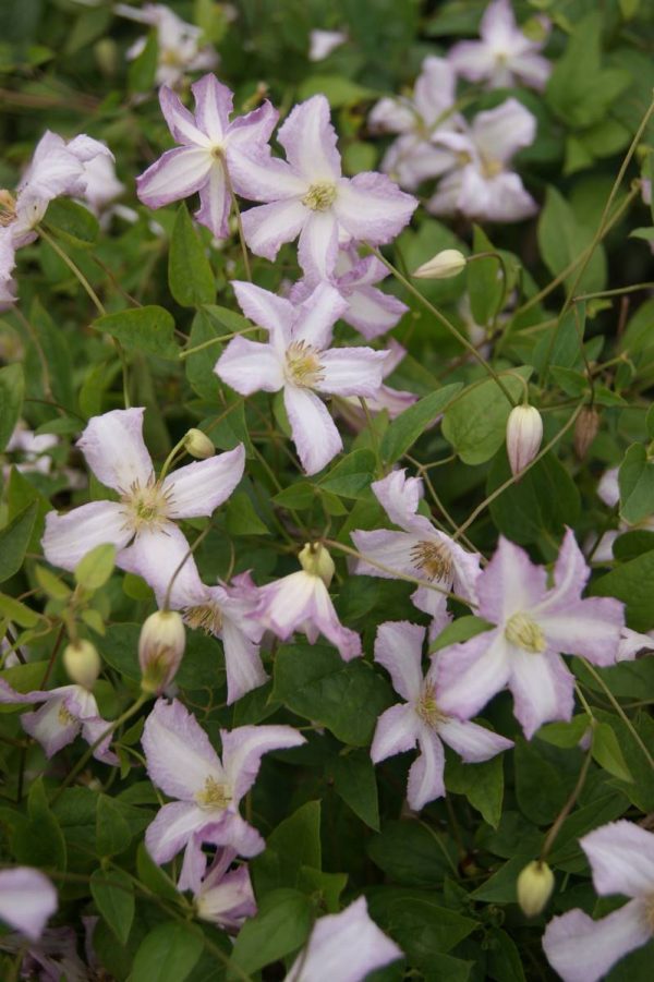 Clematis Little Nell