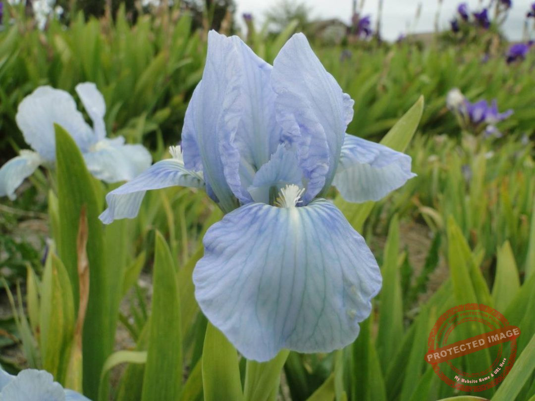 ирис blue bloom. ирис карликовый fairy footsteps. ирис карликовый сапфир. ирис карликовый литтл шадоу. касатик полевой ирис.