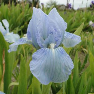 Iris Pumila Little Sapphire