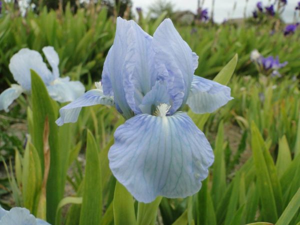 Iris Pumila Little Sapphire