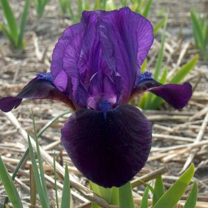 Iris Pumila Little Shadow