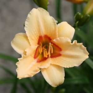 Hemerocallis Little Women