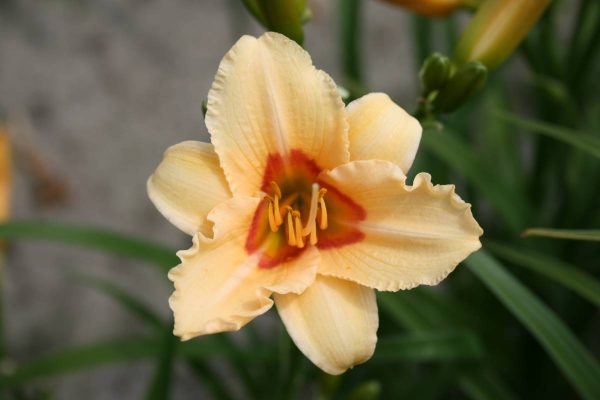 Hemerocallis Little Women