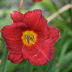 Hemerocallis Little Zinger