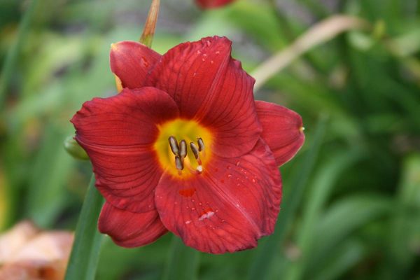 Hemerocallis Little Zinger