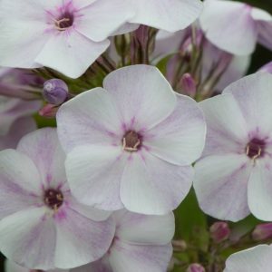 Phlox pan, Little Boy