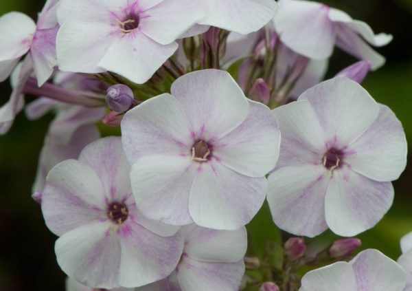 Phlox pan, Little Boy