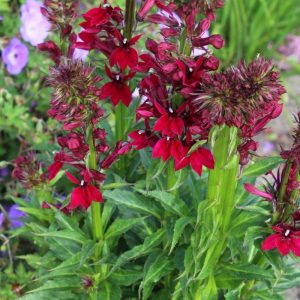 Lobelia Crimson Princess®