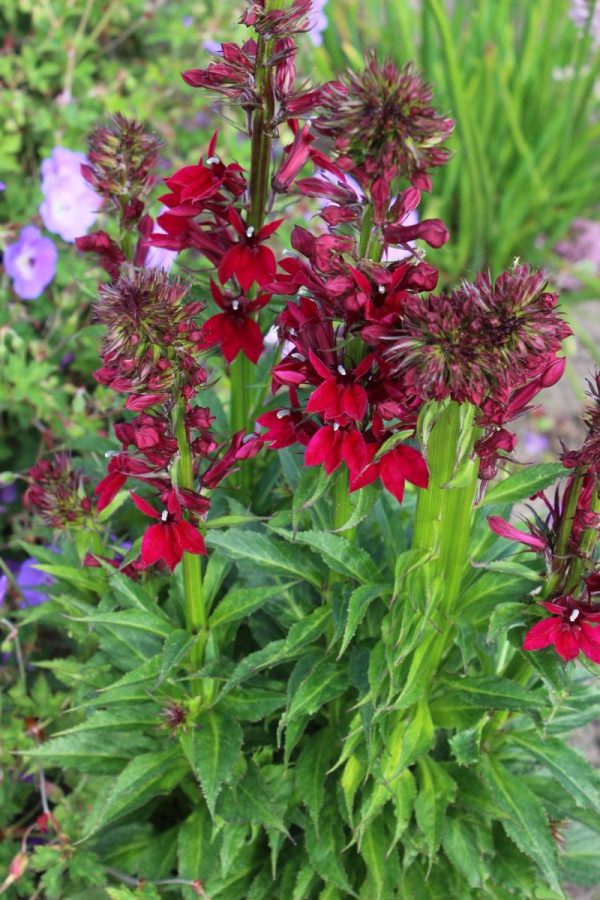 Lobelia Crimson Princess®