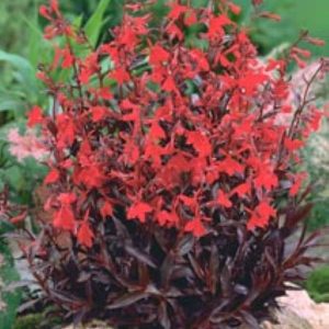 Lobelia speciosa Russian Princess