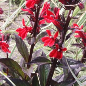 Lobelia Scarlet Princess®