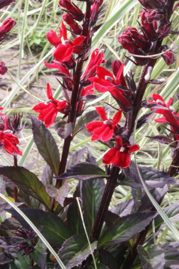 Lobelia Scarlet Princess®